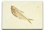 Detailed Fossil Fish (Diplomystus) - Wyoming #367585-1